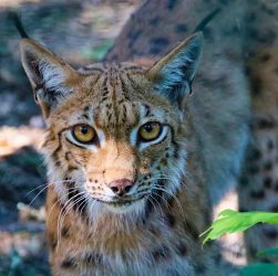 Feature, the eurasian lynx, beast — Costa Rican Classroom: TEFL Training in a Tropical Setting