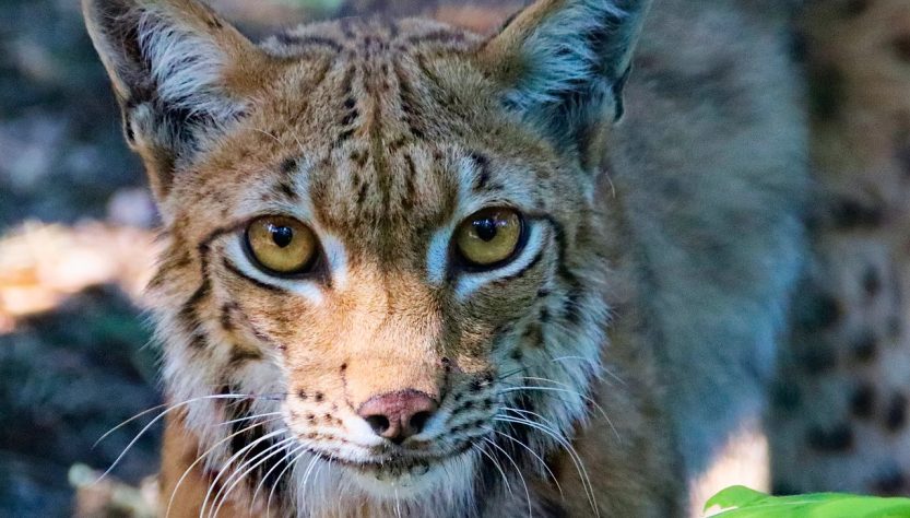 Feature, the eurasian lynx, beast — Costa Rican Classroom: TEFL Training in a Tropical Setting