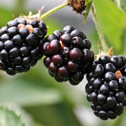 Blackberries, bramble, berries — Daily Rituals to Energize Your Body and Safeguard Your Sight for Years to Come
