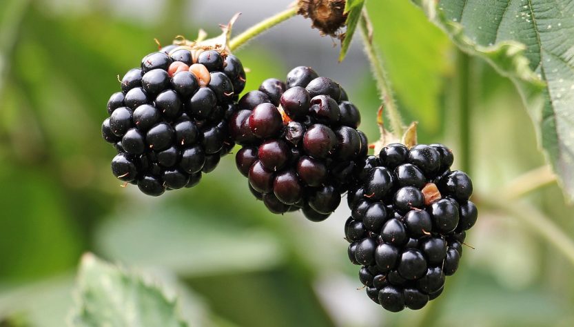 Blackberries, bramble, berries — Daily Rituals to Energize Your Body and Safeguard Your Sight for Years to Come